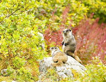 Hoary marmots in the Kenai Fjords National Park in Alaska, United States of America, North America