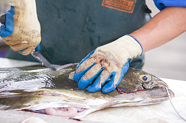 A man gutting fish in Seward, Alaska, United States of America, North America