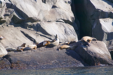 Stellers sea lion off the Kenai Fjords National Park in Alaska, United States of America, North America