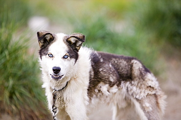 Sled dog on Shishmaref, a tiny island inhabited by around 600 Inuits, between Alaska and Siberia in the Chukchi Sea, United States of America, North America