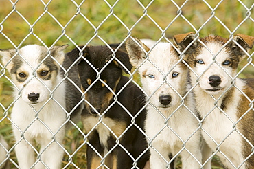 Dog sled puppies on Shishmaref, a tiny island inhabited by around 600 Inuits, between Alaska and Siberia in the Chukchi Sea, United States of America, North America