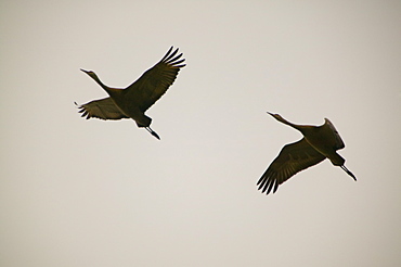 Sandhill cranes in Fairbanks, Alaska, United States of America, North America