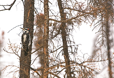 A Downy woodpecker searches vainly for food in a burnt out forest neasr Fairbanks, Alaska, United States of America, North America