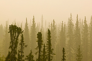 Smoke hangs over burnt out forest after unprecedented fires in 2004, near Fairbanks, Alaska, United States of America, North America