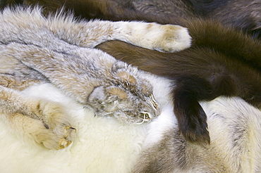 Wolf lynx and wolverine skins in a shop in Fairbanks, Alaska, United States of America, North America