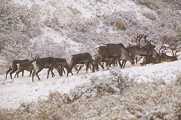 Caribou on the tundra in autumn in Denali National Park, Alaska, United States of America, North America