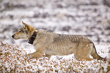 A grey wolf radio collared as part of a tracking program on the tundra in autumn in Denali National Park, Alaska, United States of America, North America