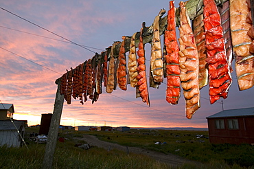 Salmon on traditional Fish drying racks on Shishmaref, a tiny island inhabited by around 600 Inuits, between Alaska and Siberia in the Chukchi Sea, United States of America, North America