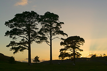 Scots pine trees at sunset in Wasdale, Lake District National Park, Cumbria, England, United Kingdom, Europe