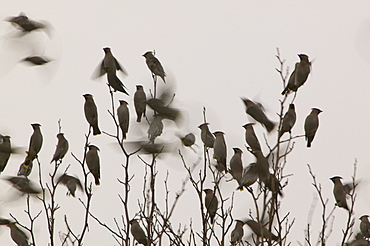 Waxwings feeding on a tree in Carlisle, Cumbria, England, United Kingdom, Europe