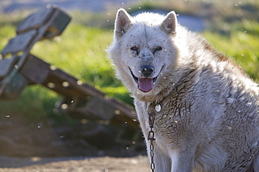 Sled dog being attacked by mosquitos in Ilulissat on Greenland, Polar Regions