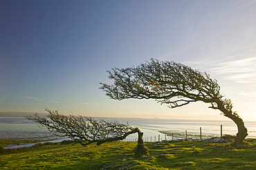 Hawthorn trees bent by the prevailing wind on Humphrey Head Point on Morecambe Bay, Cumbria, England, United Kingdom, Europe