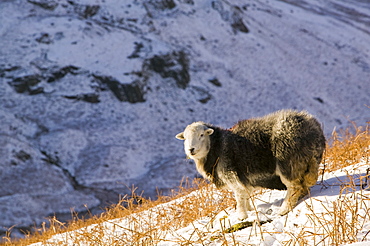 Herdwick ewe on Steel Fell above Grasmere in the Lake District, Cumbria, England, United Kingdom, Europe