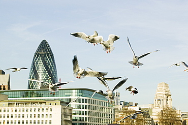 Black headed gulls over the Thames in front of the Swiss Re Tower in London, England, United Kingdom, Europe