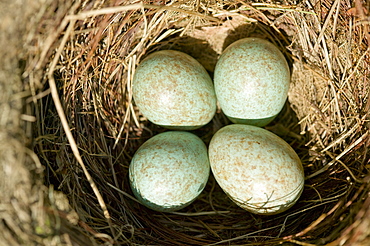 A blackbirds nest with four eggs