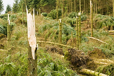 Trees snapped off in the high winds and storms of January 2005, Cumbria, England, United Kingdom, Europe