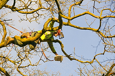 A tree surgeon pruning a large oak tree