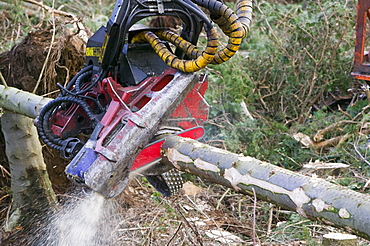 In January 2005 a severe storm hit Cumbria with over 100 mph winds that created havoc on the roads and toppled over one million trees, Cumbria, England, United Kingdom, Europe