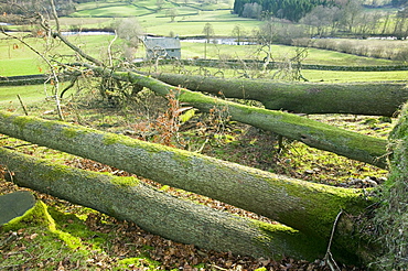 Trees uprooted in the high winds and storms of January 2005, Cumbria, England, United Kingdom, Europe