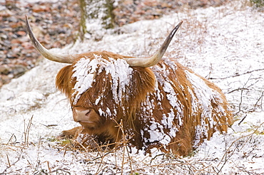 A Highland cow in Glen Nevis in the snow in Scotland, United Kingdom, Europe