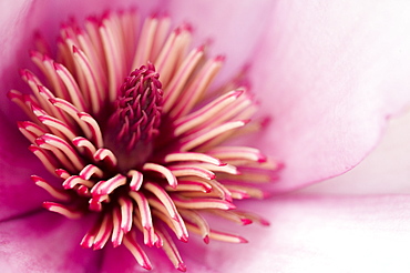 Close-up of a flower