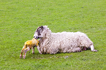 A new born lamb and mother, Yorkshire Dales National Park, Yorkshire, England, United Kingdom, Europe