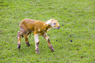 A new born lamb, Yorkshire Dales National Park, Yorkshire, England, United Kingdom, Europe