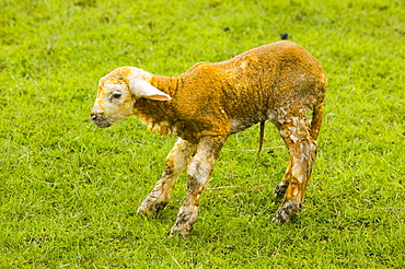 A new born lamb, Yorkshire Dales National Park, Yorkshire, England, United Kingdom, Europe