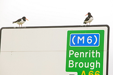 Oystercatchers using a motorway sign as a perch, Cumbria, England, United Kingdom, Europe