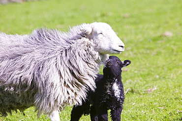 A Herdwick sheep and lamb, Lake District, Cumbria, England, United Kingdom, Europe