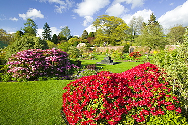 Azaleas in Holehird Gardens, Windermere, Cumbria, England, United Kingdom, Europe