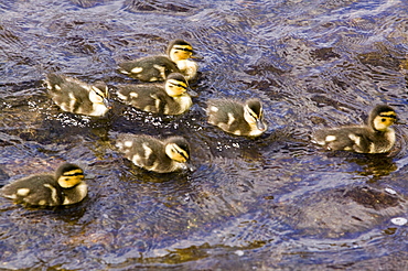 Mallard ducklings, United Kingdom, Europe