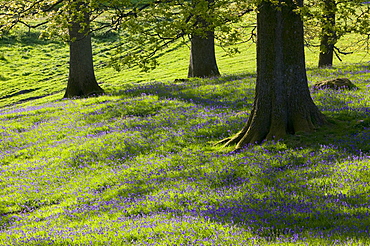 Bluebells in spring near Ambleside, Lake District, Cumbria, England, United Kingdom, Europe