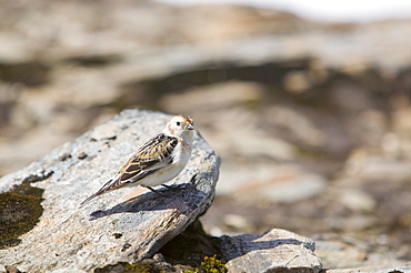 A snow bunting at 4000 feet on Aonach Beag threatened as a British breeding bird by global warming as its Arctic mountain habitat is becoming snow free, Scotland, United Kingdom, Europe