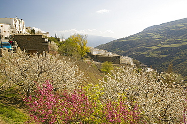 Fruit trees in blossom in Capileira in the Alpujarras, Andalucia, Spain, Europe