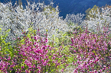 Fruit trees in blossom in Capileira in the Alpujarras, Andalucia, Spain, Europe