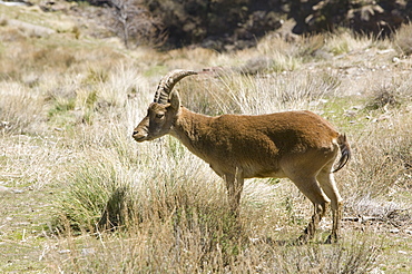 Spanish Ibex in the Sierra Nevada mountains in Southern Spain, Europe