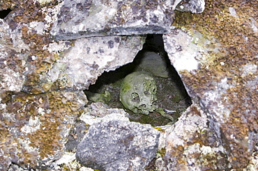 A human Inuit skull in a stone chambered cairn, an ancient grave at least 2000 years old, in Ilulissat in Greenland, Polar Regions