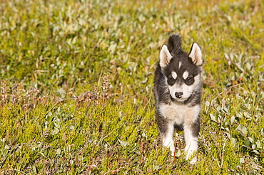 Inuit sled dog husky puppy in Ilulissat on Greenland, Polar Regions