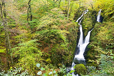 Stock Ghyll waterfall and surrounding woodland in autumn colours in Ambleside, Lake District National Park, Cumbria, England, United Kingdom, Europe