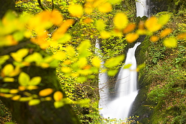 Stock Ghyll waterfall and surrounding woodland in autumn colours in Ambleside, Lake District National Park, Cumbria, England, United Kingdom, Europe