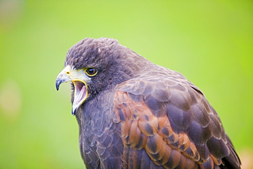 A Harris Hawk calling