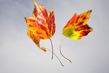 A maple leaf falling through the air in Autumn