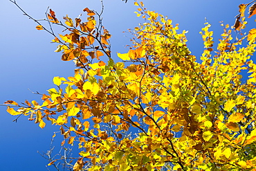 Beech leaves in autumn