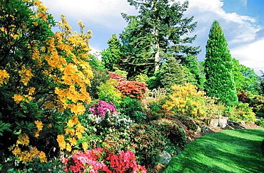 Azaleas flowering in spring in Holehird Gardens, Windermere, Lake District, Cumbria, England, United Kingdom, Europe