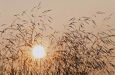 Grass seed heads at sunset, United Kingdom, Europe