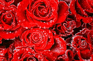 Frozen droplets on red roses