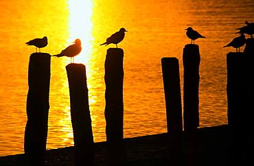 Gulls on a jetty at sunset, Lake Windermere, Lake District, Cumbria, England, United Kingdom, Europe