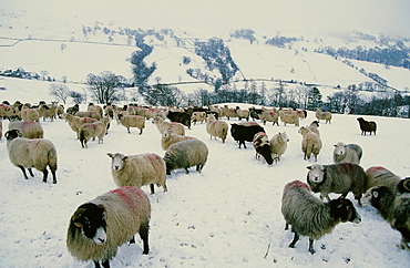 Sheep in winter snow on Kirkstone Pass in the Lake District National Park, Cumbria, England, United Kingdom, Europe