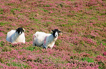 Sheep in blooming heather on Blencathra in the Lake District, Cumbria, England, United Kingdom, Europe